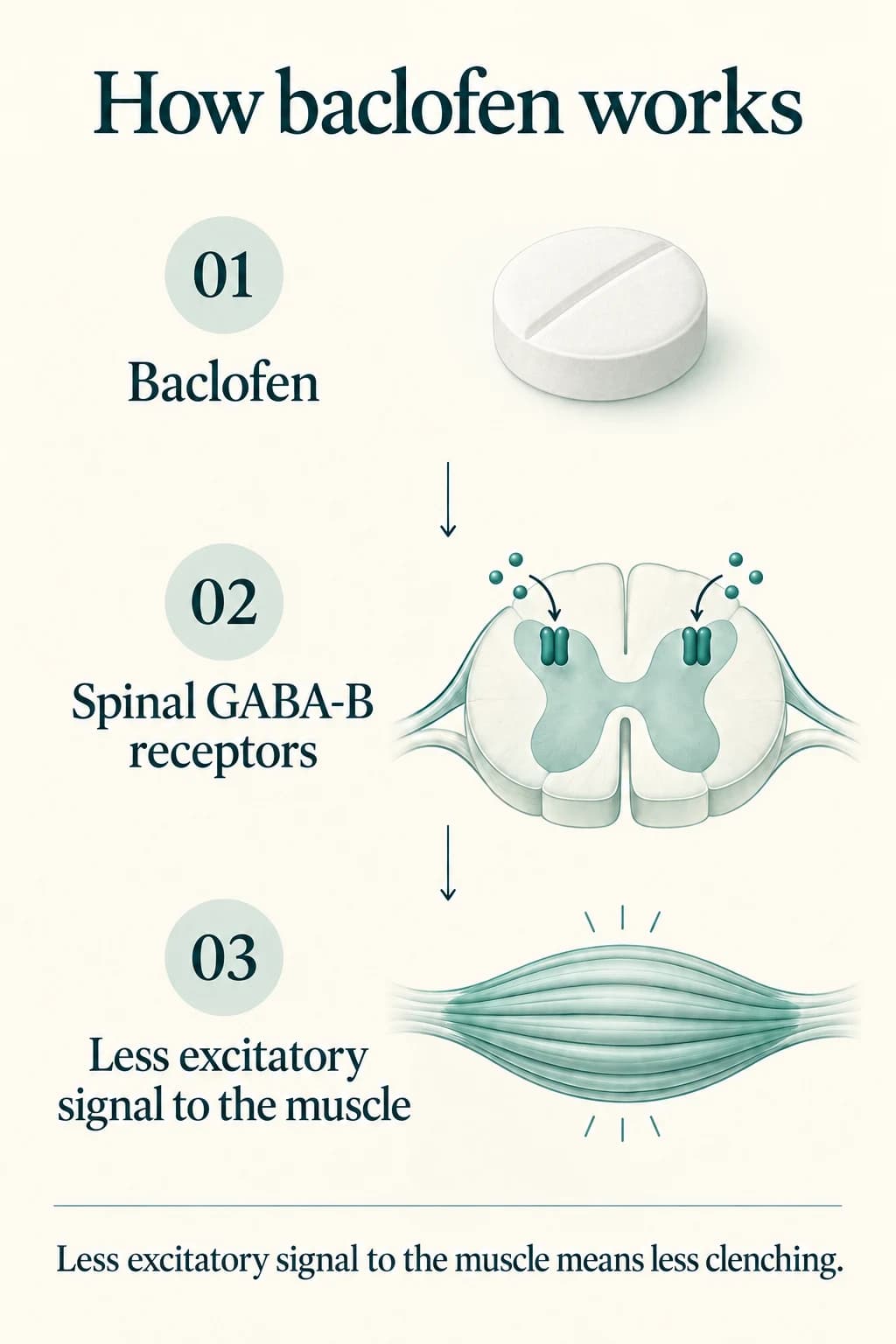 How baclofen works: baclofen activates spinal GABA-B receptors, reducing excitatory signals to the muscle and clenching